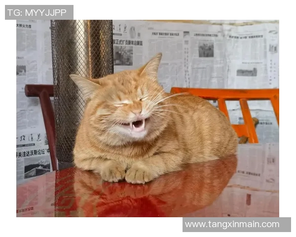 橘子猫糖心vlog-橘猫糖心的温馨生活日常 vlog 记录点滴成长与情感时刻-橘子猫糖心vlog 橘子猫糖心vlog-橘猫糖心的温馨生活日常 vlog 记录点滴成长与情感时刻-橘子猫糖心vlog